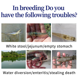 ब्यूटीरिक एसिड बैक्टीरिया के साथ एक्वाकल्चर एम प्रोबायोटिक सफेद मल को रोकता है और झींगा मछली क्रैब-फीड एडिटिव्स में आंत के स्वास्थ्य में सुधार करता है - Product Image 3