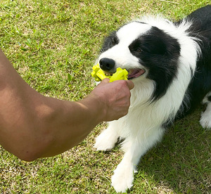 Venta al por mayor Eco Rubber Hydrant <span class=keywords><strong>Pet</strong></span> Chew <span class=keywords><strong>Toys</strong></span> Logotipo personalizado Productos para mascotas Nuevas llegadas - Product Image 1