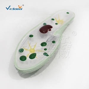 แบบจำลองกายวิภาคพาราเมเซียม 3 ส่วน แบบตัดตามยาว อุปกรณ์ช่วยสอนวิชาชีววิทยา แบบจำลองพิราโทโซอามาตรฐาน - Product Image 4