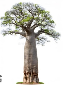 Graines de baobab zambien séchées en vrac, brutes, pour ingrédients cosmétiques, usage agricole et plantation - Product Image 6