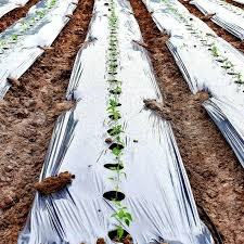 Película de Polietileno Degradable para Ahorro de Agua y Control de Malezas, para Huertos, Viñedos, Plantaciones de Té, Macizos de Flores, Grosor y Ancho Personalizables en Rollo - Product Image 6