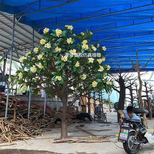 Arbre de fleur artificielle de Frangipani hawaïen en mousse blanche - Product Image 1