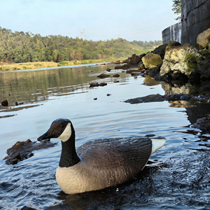 Décoy de canard réaliste en EVA souple bleu avec support et piquet, design canard des neiges canadien flottant en mousse pour la chasse - Product Image 2
