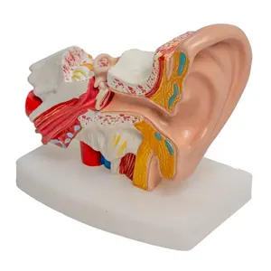 1.5 배 확대 인간의 귀 모델 내부 귀 해부학 모델 달팽이관 해부학 의료 선물 Otosteon 고막 교육 도구