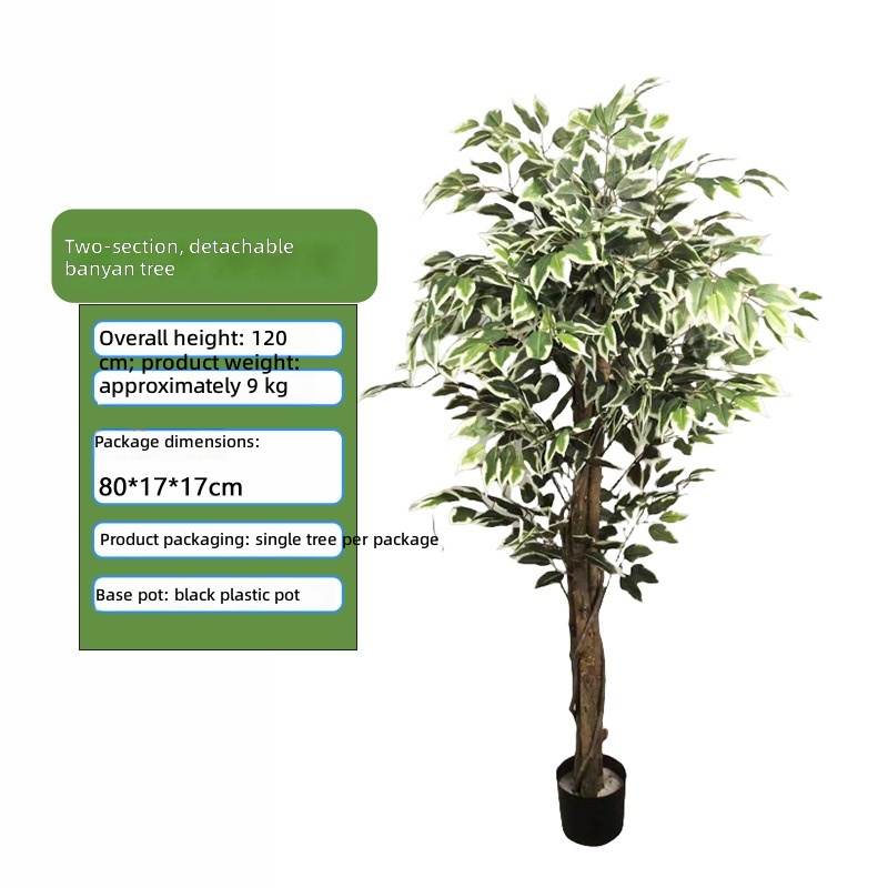 120cm white-edged banyan tree
