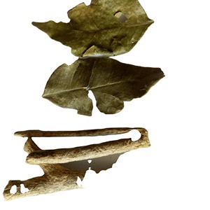 Jiu Li Xiang Kamuning Cortes secos naturales de alta calidad Hoja Et Cacumen <span class=keywords><strong>Murraya</strong></span> Dry <span class=keywords><strong>Murraya</strong></span> <span class=keywords><strong>Paniculata</strong></span> Ramita Hojas - Product Image 1