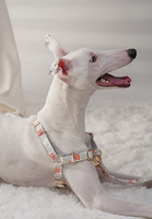 Harnais pour animaux de compagnie réglable, confortable et durable, gilet de sécurité pour chiens et chats, accessoires pour la promenade et l'entraînement en extérieur, vente en gros