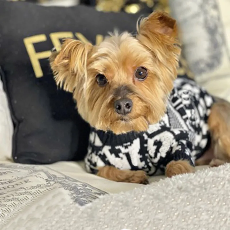 セーターデザイナー暖かさ柔らかく快適な犬の服フレンチブルドッグシュナウザーテディ卸売ドロップシッピングCH3018