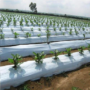 Perforated <b>Plastic</b> UV PE Mulch Film with PC Sheet Size Small for Vegetable Planting - Product Image 3