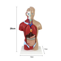 Modèles de torse humain grandeur nature de 28 cm pour l'enseignement des sciences médicales, avec des organes amovibles et 7 parties pour l'éducation scolaire