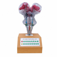 Modèle d'anatomie du tronc cérébral électrique pour l'enseignement en classe des étudiants en médecine et en soins infirmiers avec fonctionnement par bouton-poussoir