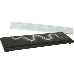 Modelo de <span class=keywords><strong>Esqueleto</strong></span> de Animal de PVC Avanzado, Modelo de <span class=keywords><strong>Esqueleto</strong></span> de Conejo de Plástico, Modelo de Anatomía - Product Image 6