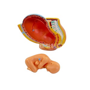 Modelo de pelvis femenina pequeña con modelo de feto a termen; modelo de embrión uterino fetal de nueve meses. - Product Image 2