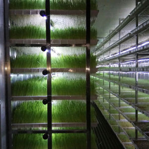 Impianto commerciale 1000kg di produzione giornaliera sistemi di coltivazione di foraggi idroponici, <span class=keywords><strong>semi</strong></span> in crescita e contenitore di germinazione - Product Image 1