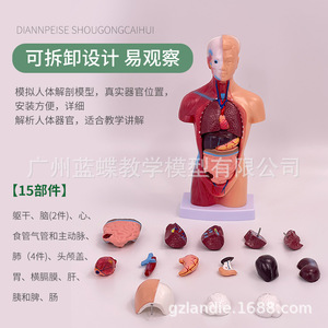 Modelo de anatomía humana de 28 cm (ortuga, órganos internos, corazón), material didáctico médico, esqueleto, juguete educativo para niños - Product Image 2