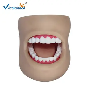 Modello di cura dentale (con guancia) denti mascella modello di testa di manichino dentale