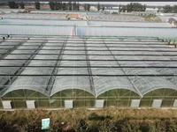 Serre tunnel multi-travées en film plastique, système hydroponique prêt à l'emploi, pour la culture agricole de tomates, laitues et concombres