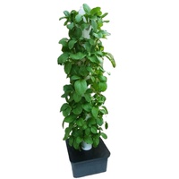 Tours de culture hydroponiques blanches 160/170cm Système de jardinière verticale en plastique Durable écologique pour la culture de légumes à la maison et au jardin