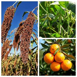 EDDHA Fe 6% Fertilizante de Hierro Quelatado, Previene la Clorosis de Hojas, Microgránulos para Agricultura CAS 16455-61-1 - Product Image 2