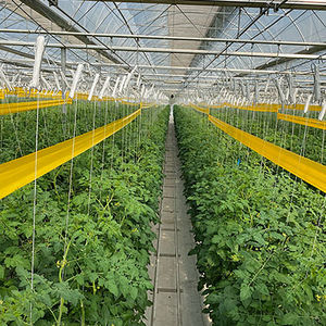 เทปกาวสีเหลืองสำหรับต้นไม้ผลไม้ - ป้องกันแมลงวันจุด, ผีเสื้อแมลงเม่า, <span class=keywords><strong>มด</strong></span> - กาวพันต้นไม้กันน้ำ - Product Image 4