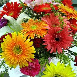 Variété de marguerites africaines d'origine, complètes et faciles à cultiver, pour la décoration des jardins fleuris, des cours et des espaces extérieurs - Product Image 2