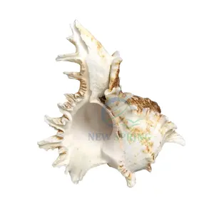 Sıcak satış Murex deniz salyangoz kabuğu dekorasyon için doğal deniz kabuğu aksesuarları en iyi fiyat