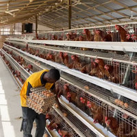 Cage d'Élevage Type A Galvanisée pour Poules Pondeuses, Batterie Avicole, Faible Coût et Prix de Vente