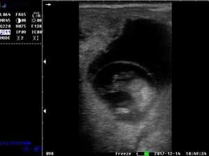 बी/डब्ल्यू गर्भावस्था निदान के लिए अल्ट्रासाउंड रैखिक जांच पशु अल्ट्रासाउंड नैदानिक प्रणाली - Product Image 4