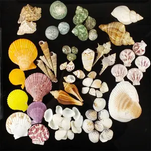 Hoge Kwaliteit Gemengde Schelpen Schelp Voor Diy Home Decor Seashell