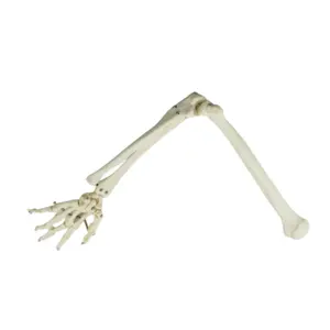 human upper limb bone model Elbow joint Wrist joint model Bone model for medical teaching