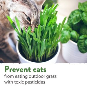 Haute qualité 4oz chat herbe maison cultivé Kit Style europé<span class=keywords><strong>en</strong></span> extérieur bureau sol planteur <span class=keywords><strong>en</strong></span> vrac jardin <span class=keywords><strong>plante</strong></span> pour chats Animal Design - Product Image 6