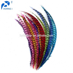 Chine Fabricant Exportateur Haute Qualité Dame Amherst Plumes de Queue de Faisan - Product Image 3