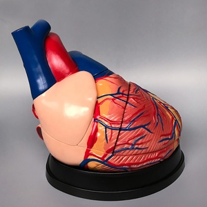 3D Anatomisi İnsan Kalbi Modeli Tıbbi PVC Anatomik Jumbo Manken Organ Modeli - Product Image 4