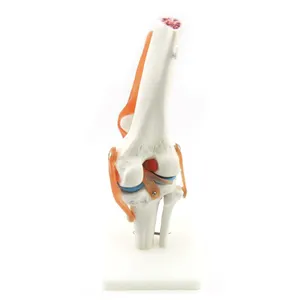 의료 과학 주제 인간의 무릎 관절 모델