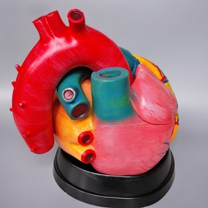 Modelo de Corazón Humano de Plástico de Tamaño Real en 2 Partes, Modelos de Corazón de Plástico Médico, Modelo de Anatomía del Corazón Humano con Aumento de 5X - Product Image 3