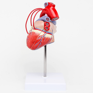 GelsonLab HSBM-212 a grandezza naturale 2 parti di Modello Umano Del Cuore Medico delle materie plastiche modelli di cuore modello Umano Del Cuore con I vasi sanguigni - Product Image 2