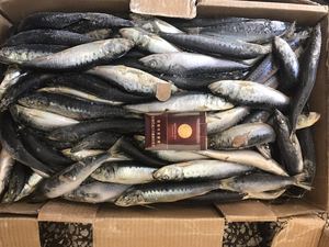 Cebo de pesca de la mejor calidad, pescado de <span class=keywords><strong>sardina</strong></span> congelado - Product Image 3