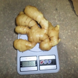 Gừng Tươi Mới/Gừng Khô/Jengibre/ Gingembre - Product Image 2