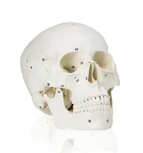 Gelsonlab-Cráneo humano <span class=keywords><strong>de</strong></span> 3 partes, tamaño real, numerado con calvarium extraíble para ciencia médica - Product Image 1