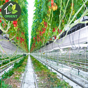 Vegetable Farming Equipment Polytunnel Greenhouse
