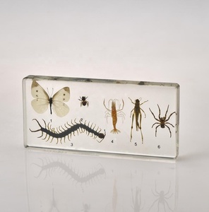 本物の動物と植物の科学比較教育教育教育アクリル標本 - Product Image 6