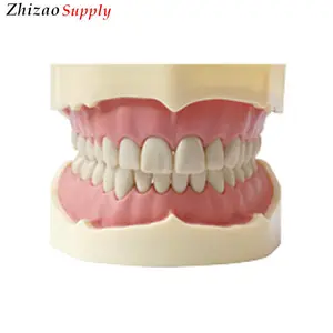 Зубы 32 typodont зубов с винт