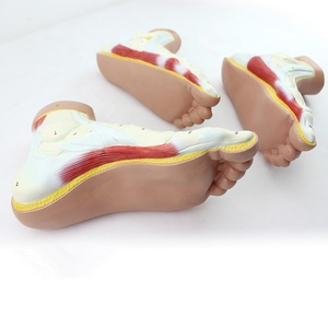 Di alta qualità del piede umano modello di Diversi modelli di <span class=keywords><strong>forma</strong></span> del piede - Product Image 3