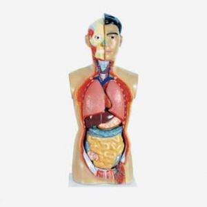 Gelsonlab من 12 جزءًا من الجنس البشري للعلوم الطبية - Product Image 3