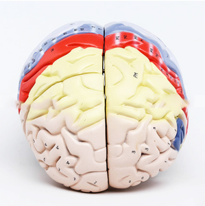 GelsonLab HSBM-173教育モデル用の高度な<span class=keywords><strong>PVC</strong></span>人間の脳モデル - Product Image 3