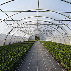 Invernadero de un solo túnel de policarbonato, invernadero avanzado de túnel para verduras caseras - Product Image 1