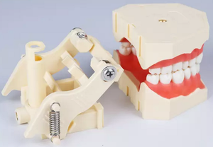 Tamanho padrão Educacional Anatomia Dental Typodont Modelo com 28 Dentes Removíveis - Product Image 3