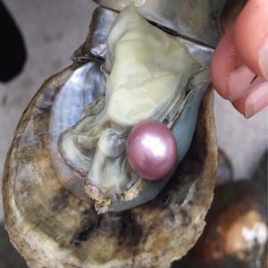 ไข่มุกอะโกย่าธรรมชาติขนาด 6-7 มม. ของคริสต์มาส AAA Jewelry พร้อมไข่มุกเอดิสันในตัว - Product Image 2