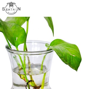 Simple moderno casa planta hidropónica florero de vidrio artesanal <span class=keywords><strong>vas</strong></span> - Product Image 3