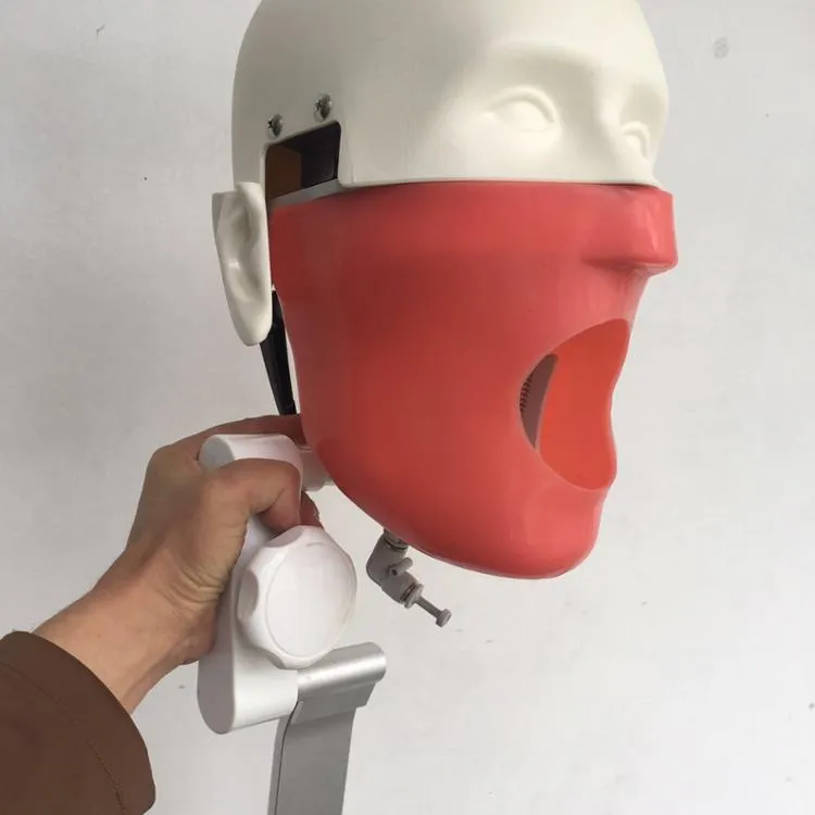 Ental-Simulación de torso de cabeza fantasma, se puede atar en silla de dentista